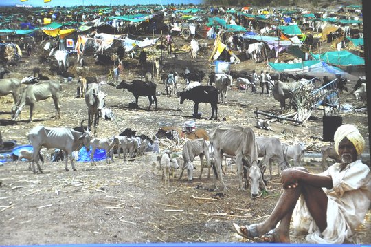  چارہ چھاؤنیاں بند کرنے کا حکومت کا فیصلہ اور پریشان حال کسان